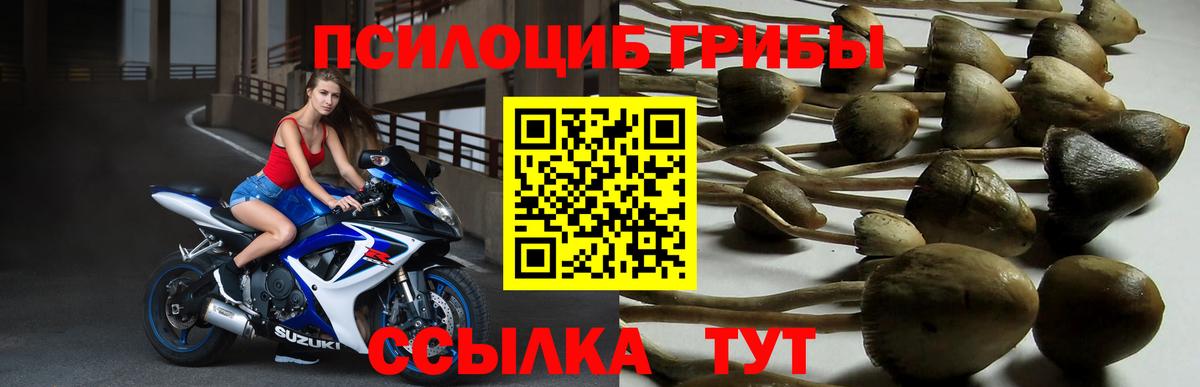 Галлюциногенные грибы Psilocybine cubensis  Вход с VPN  Усть-Джегута 